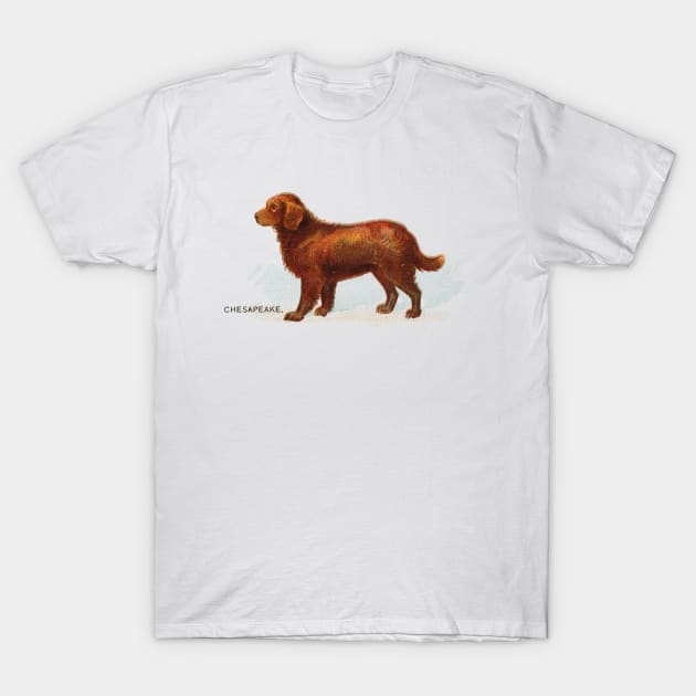 Chesapeake T-Shirt by Museum Pop Art